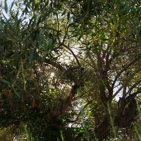 Camping Sol Y Mar 3* Argelès-sur-Mer